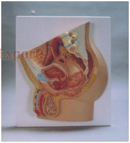 HUMAN MALE REPRODUCTIVE SYSTEM